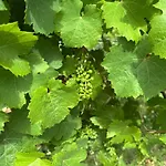 Weingut Hermeslex Apartment