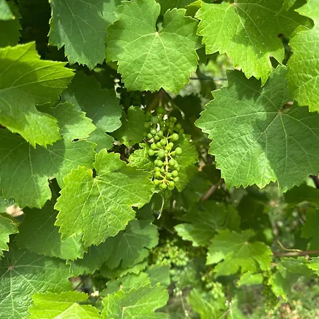 Weingut Hermeslex Apartment